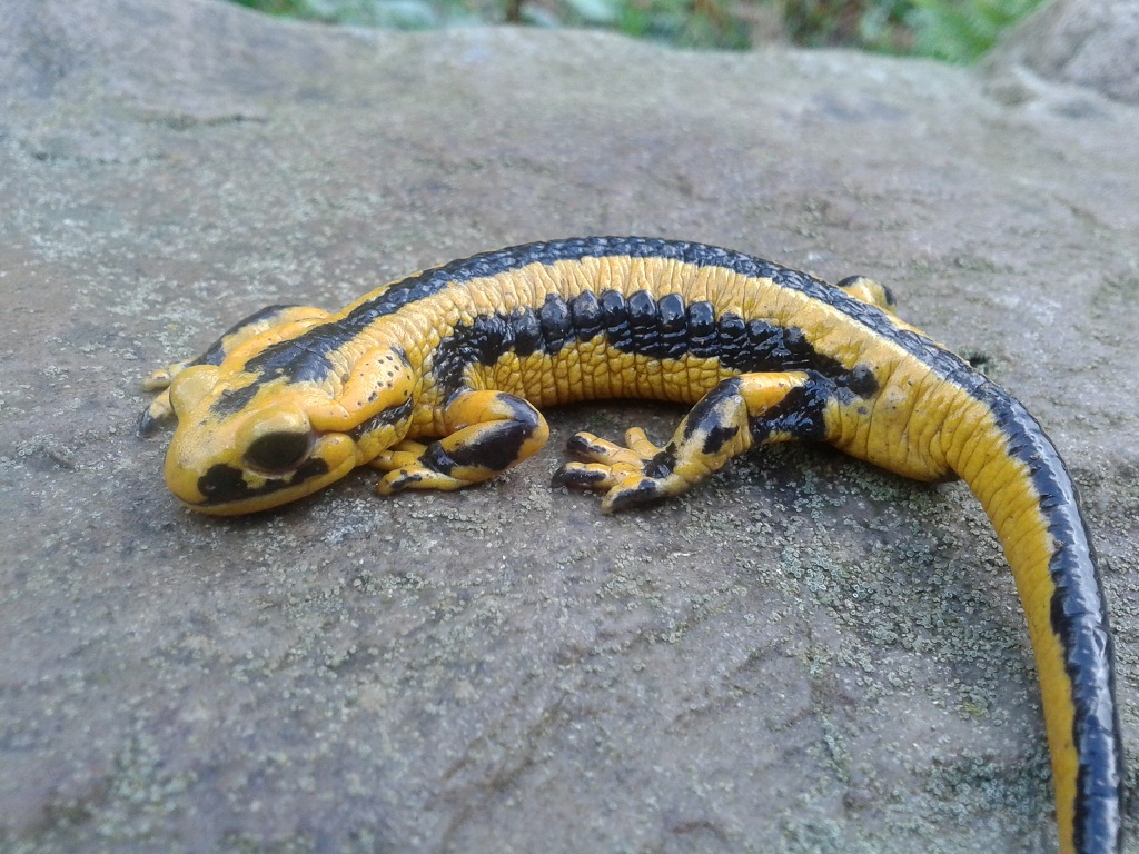 Salamandra salamandra fastuosa, male.