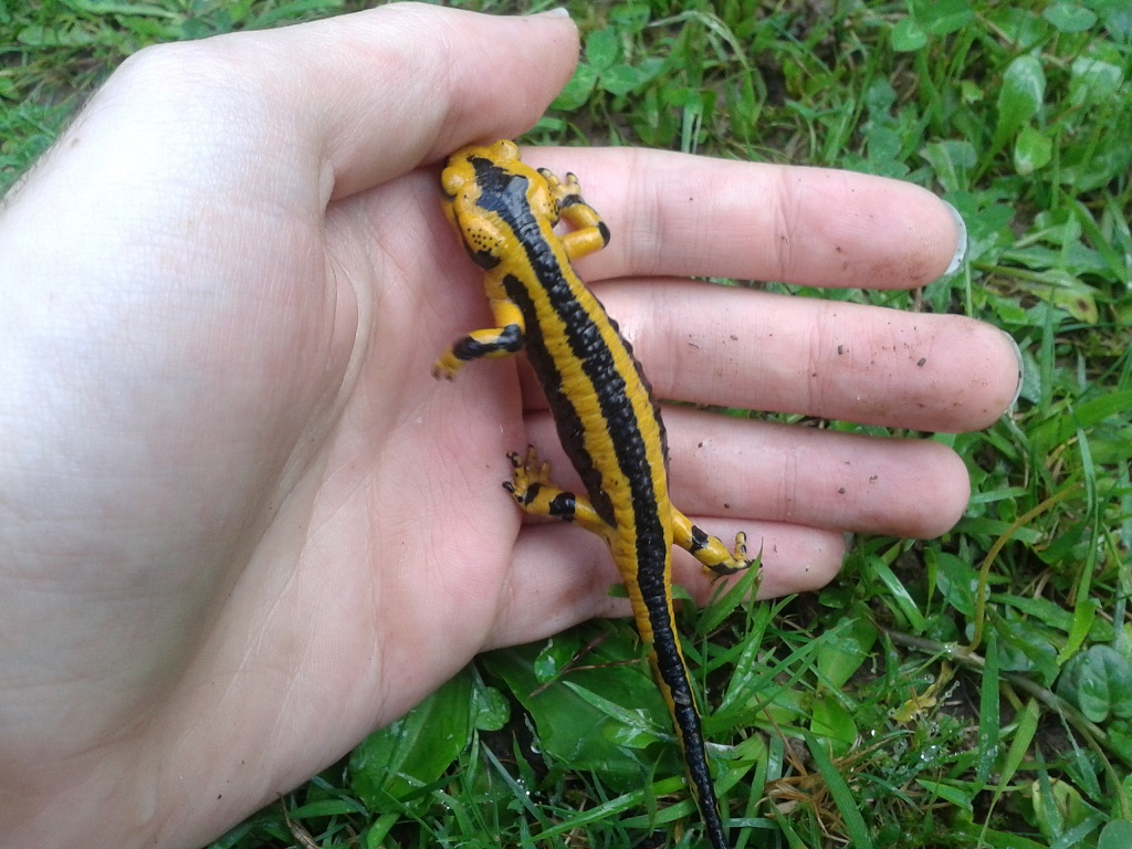 Salamandra salamandra fastuosa, male.