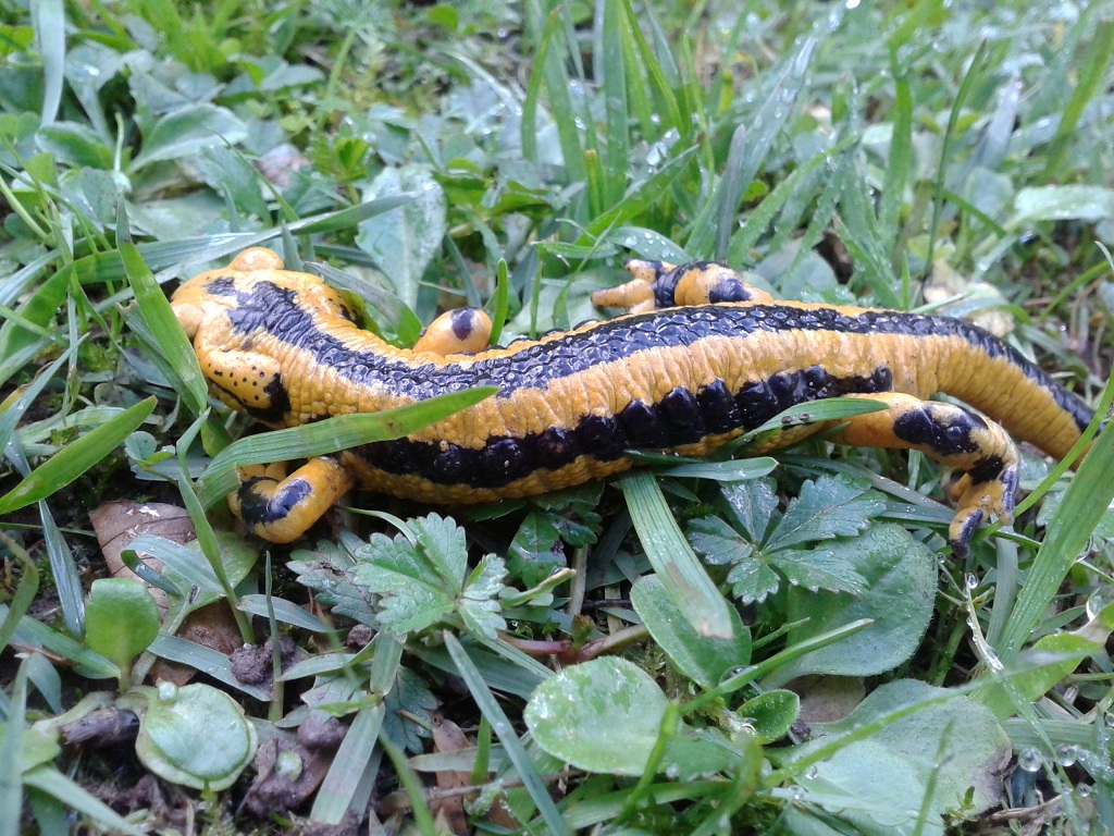 Salamandra salamandra fastuosa.