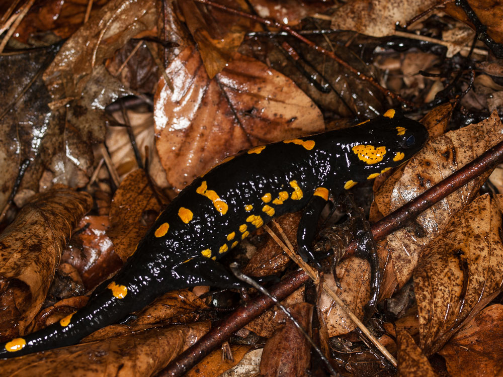 Salamandra salamandra female returning to the woods after spawning.