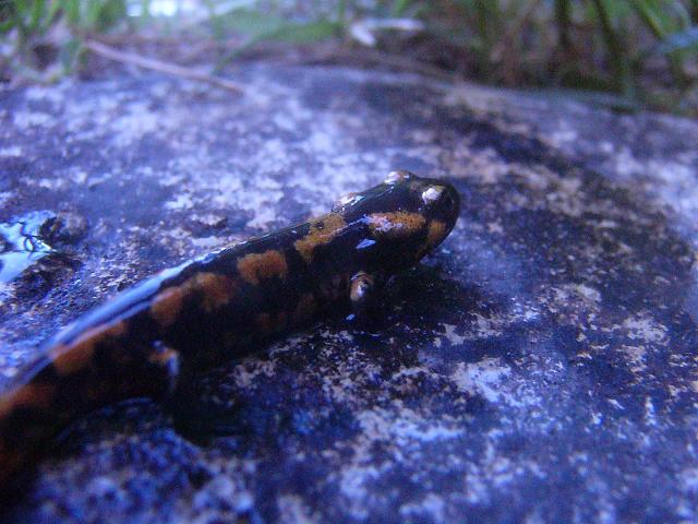 Salamandra salamandra metamorph.