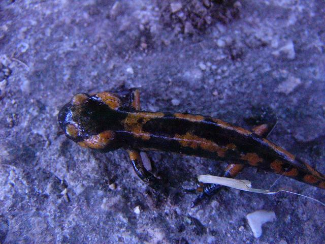 Salamandra salamandra metamorph.