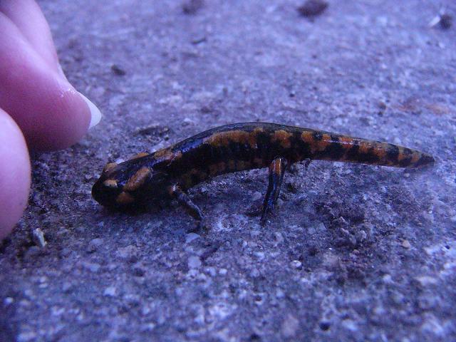 Salamandra salamandra metamorph.