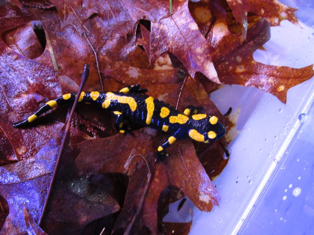 Salamandra salamandra salamandra juvenile, i love the lines on this one #1