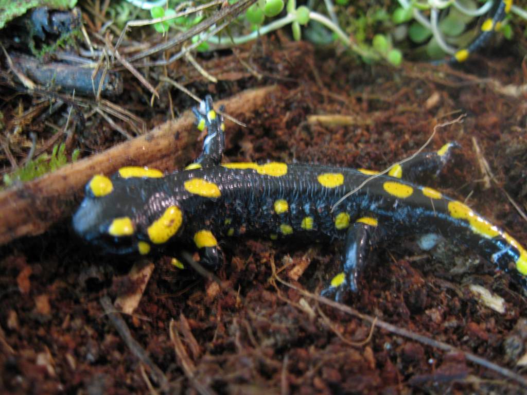 Salamandra salamandra salamandra