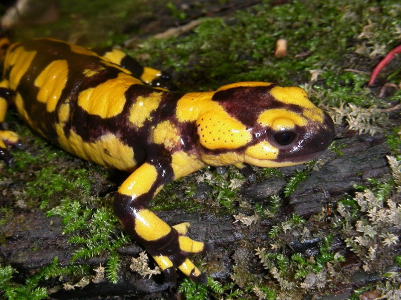 Salamandra salamandra