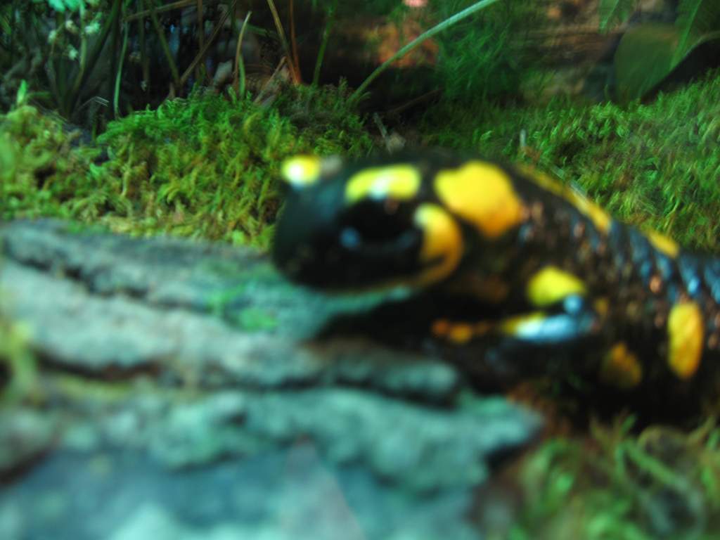 (Salamandra salamandra)