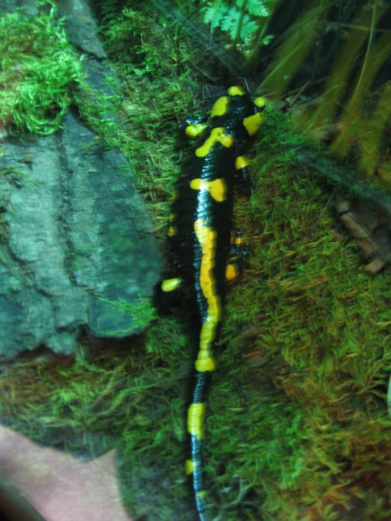 (Salamandra salamandra)