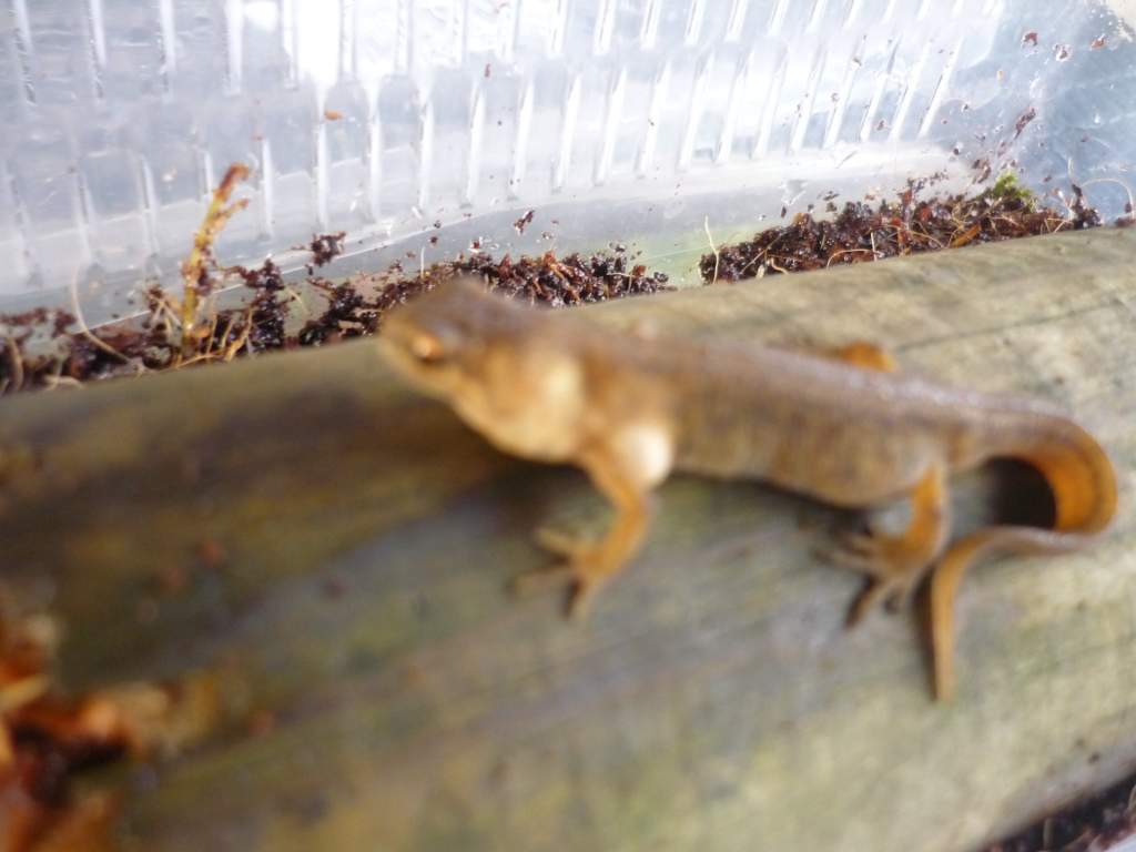 same newt (male)