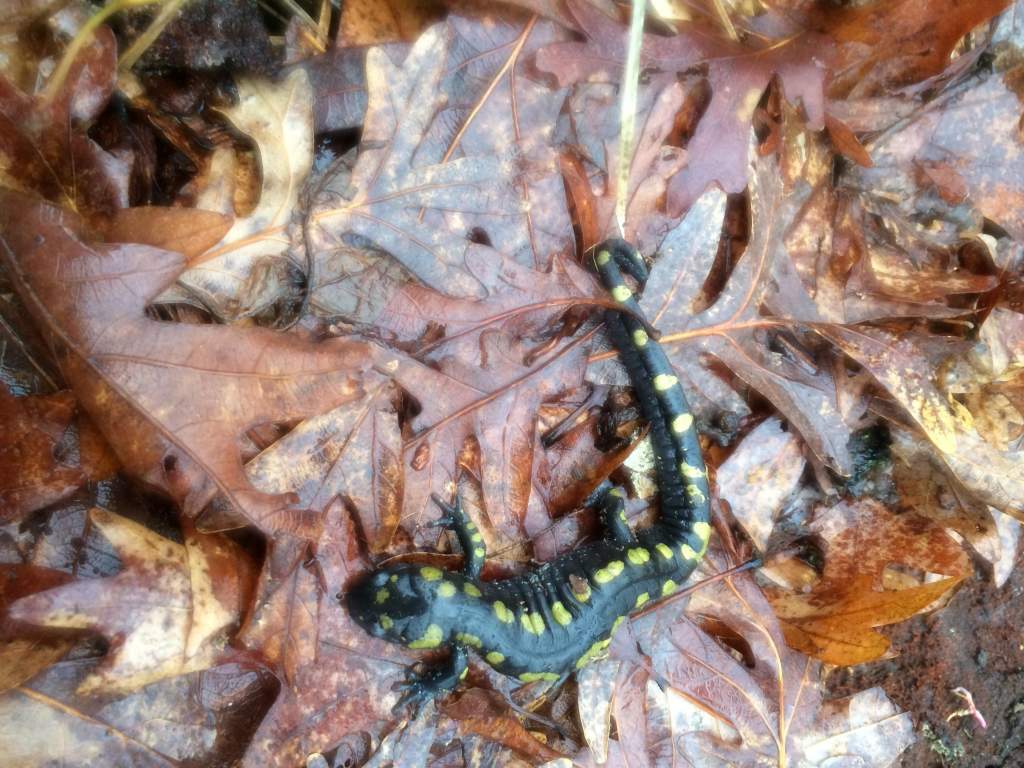 same spotted salamander as before