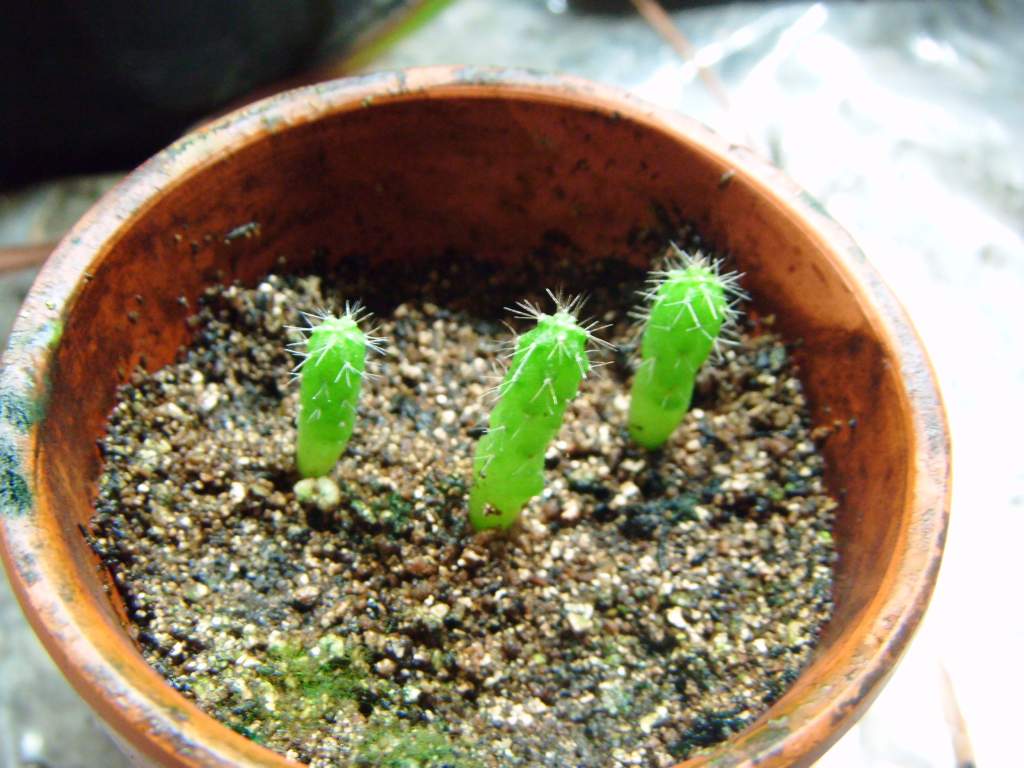 San Pedro [Trichocereus Pachanoi] 8 month old seedlings