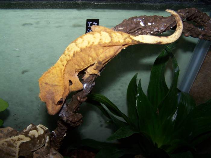 Sand Storm is a female orange fire morf crested gecko.