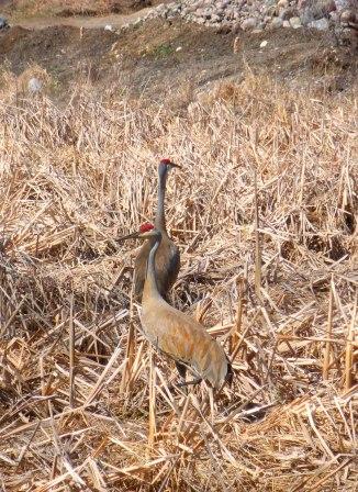 Sandhill Cranes