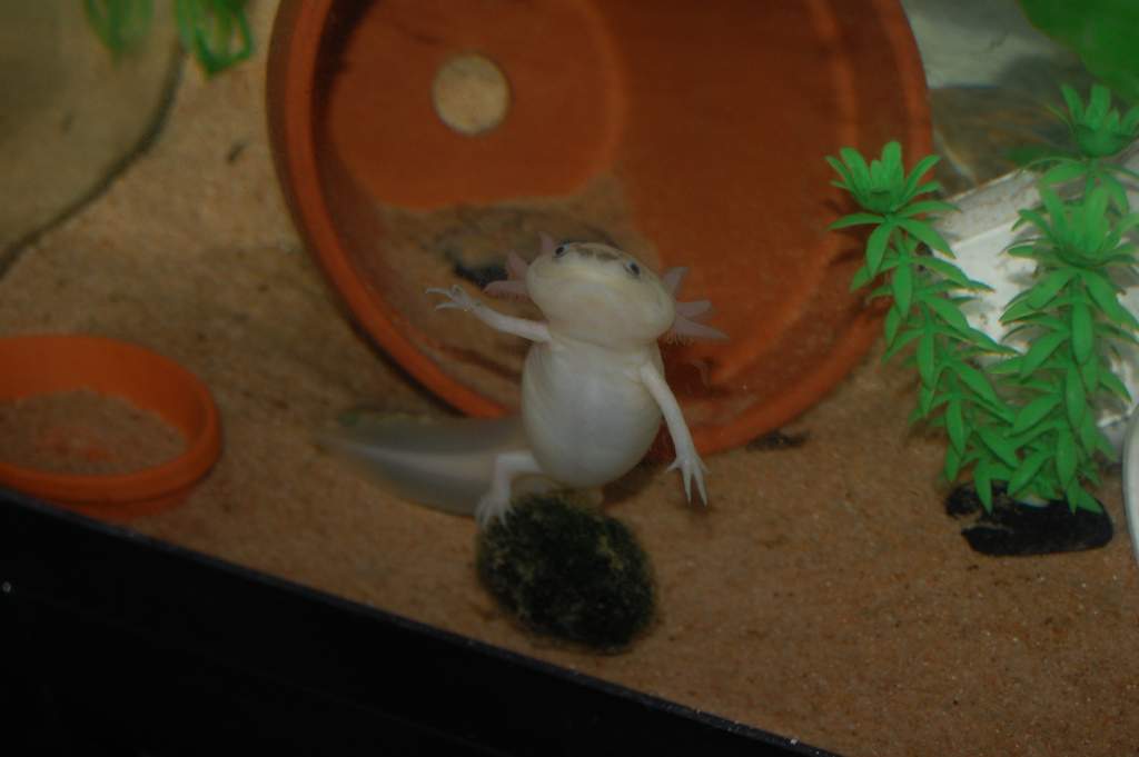 sarif posing on a marimo