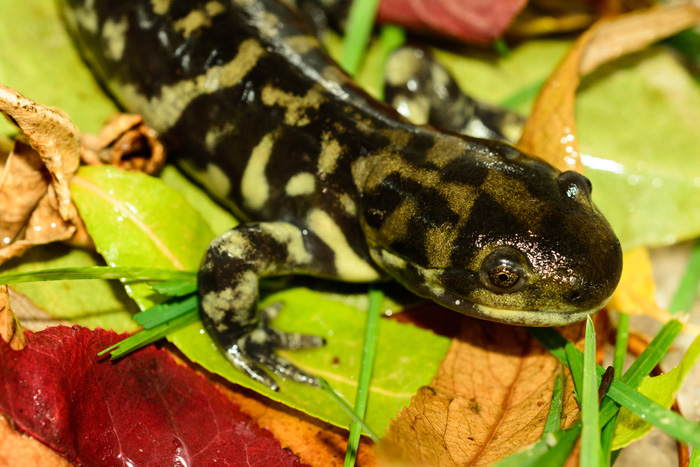 Sasha Thelen   Ambystoma tigrinum Photo 2