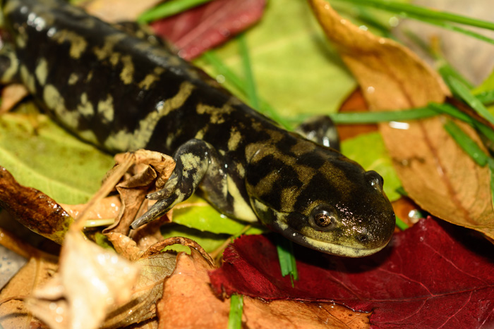 Sasha Thelen   Ambystoma tigrinum Photo 3