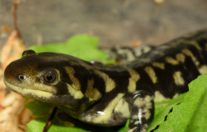 Sasha Thelen   Ambystoma tigrinum Photo 4