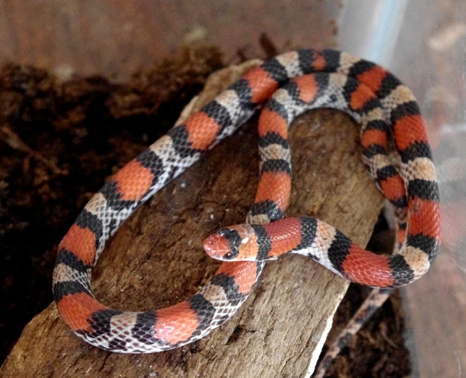 Scarlet snake