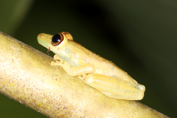 Scinax elaeochrous - Olive Tree Frog