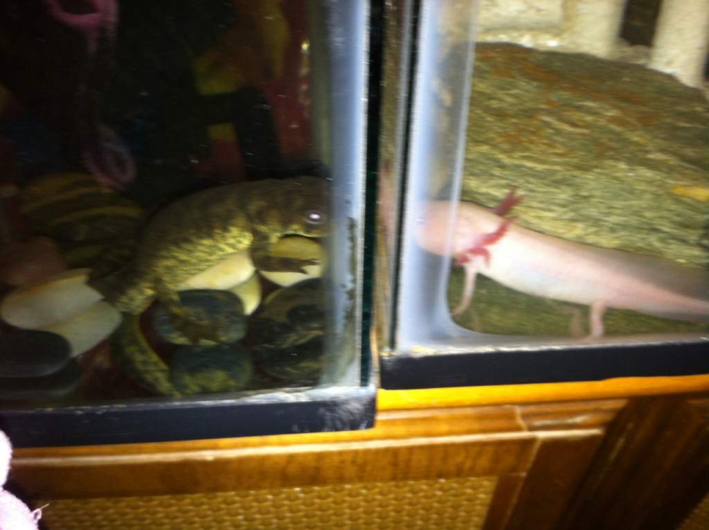 Scuba Stefani (mommy) looking at male Leucistic Axolotl.