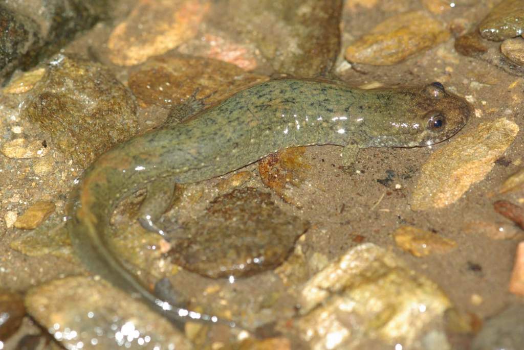 Seal Salamander Adult Cades Cove Tenn