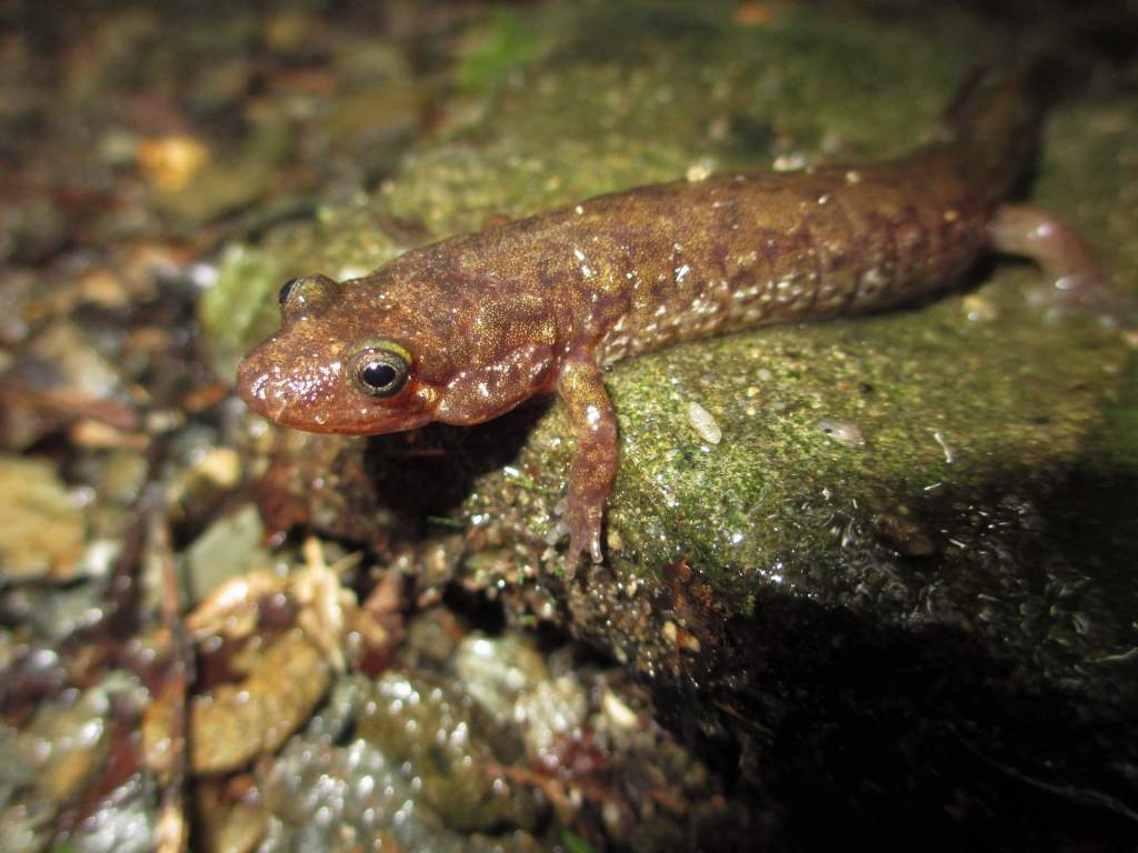 seal salamander (Desmognathus monticola)