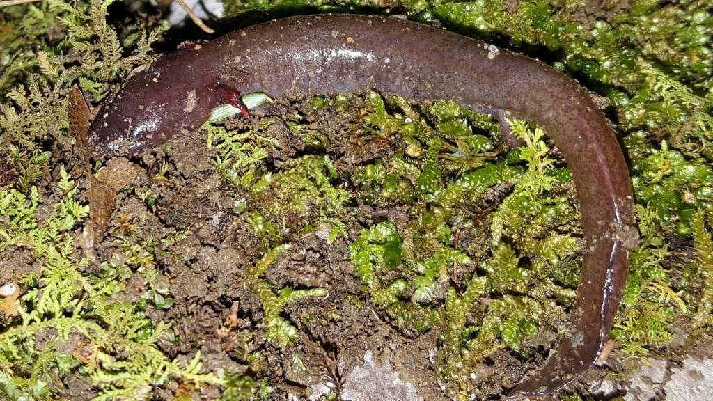 Seal Salamander (Desmognathus monticola)