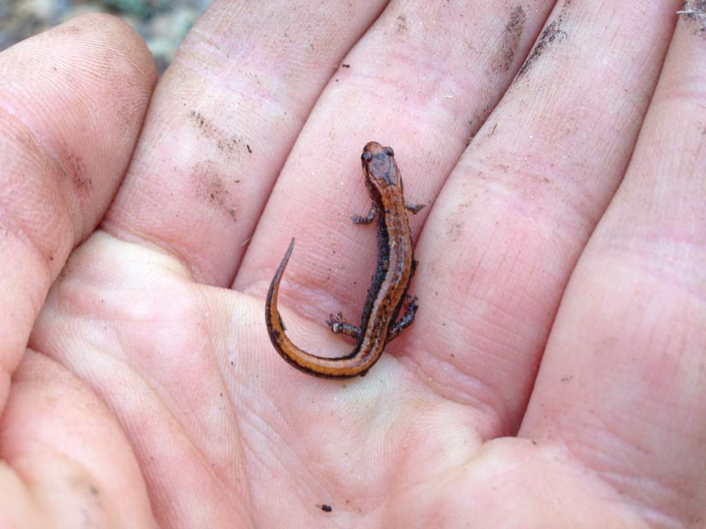 Seepage Salamander (Desmognathus aeneus)