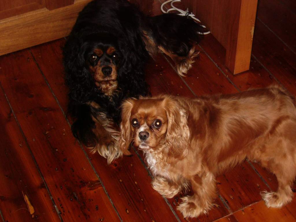 Sentinel Hound "Phoebe" - The gentle giant of raven and tan sits patiently while casting an ever watchful eye. (Cavalier King Charles Spaniel girl)

S