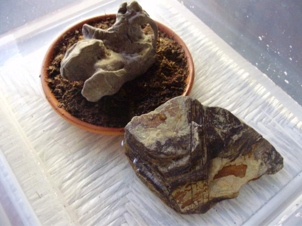 Setup for juvenile C.cyanurus