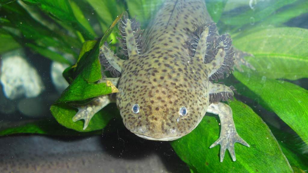 shamrock loves to blend in with the plants