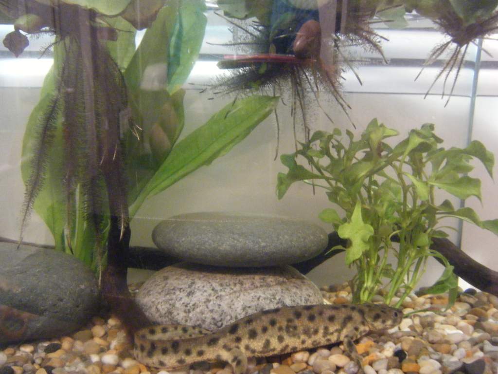 sharp ribbed newt tank