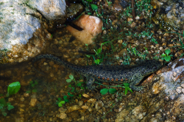 Sharp Ribbed Salamander (Pleurodeles waltl)