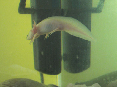 She can float like a good-un!

Incidentally, the filter in the background isn't the filter in her tank now, as this filter had way to strong a current