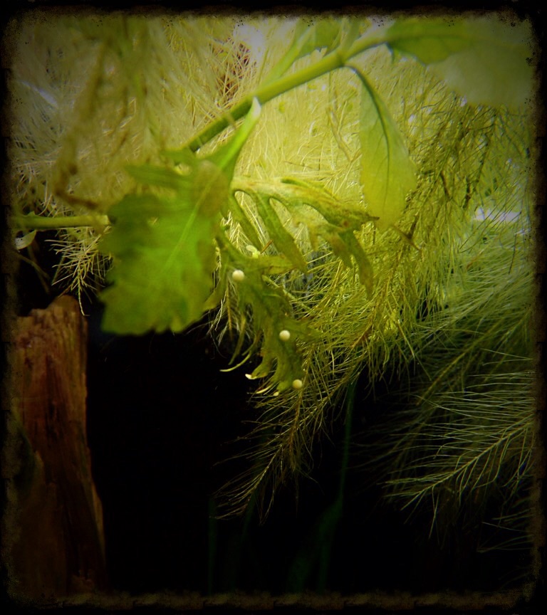 She even left eggs on the drawf water lettuce roots!