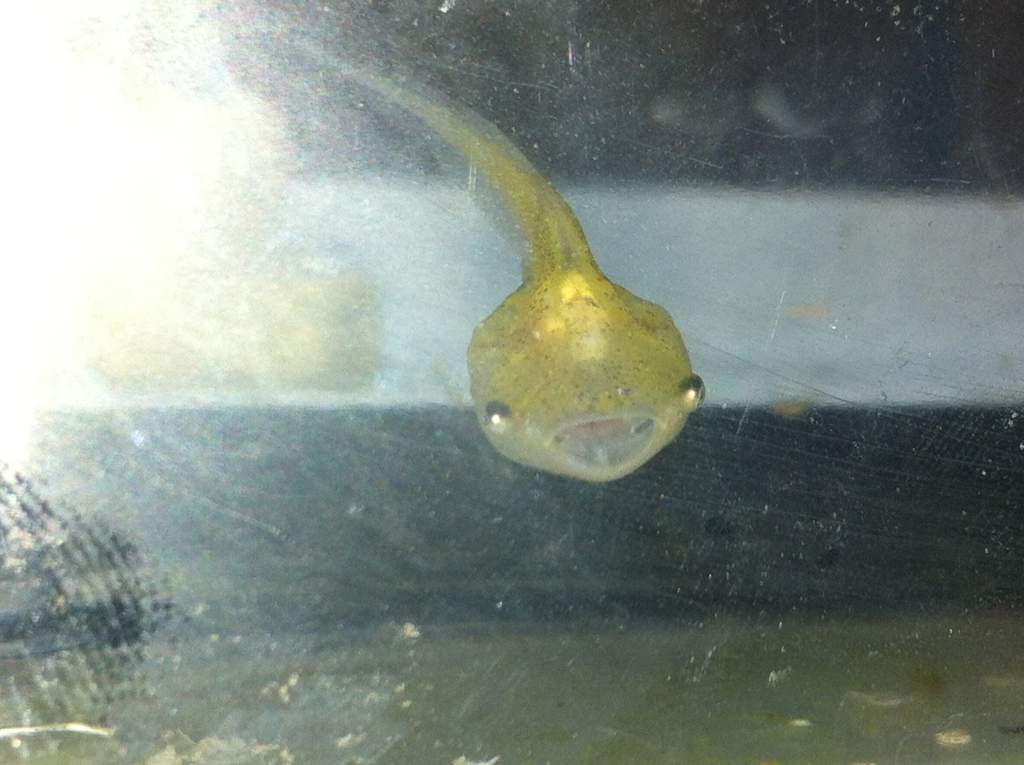 Shocked ACF tadpole