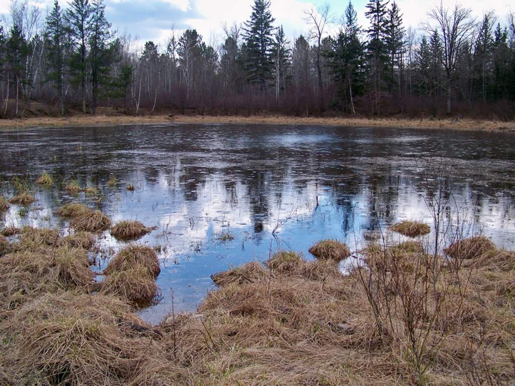 Shot of pond - many ripples are breeding/calling frogs