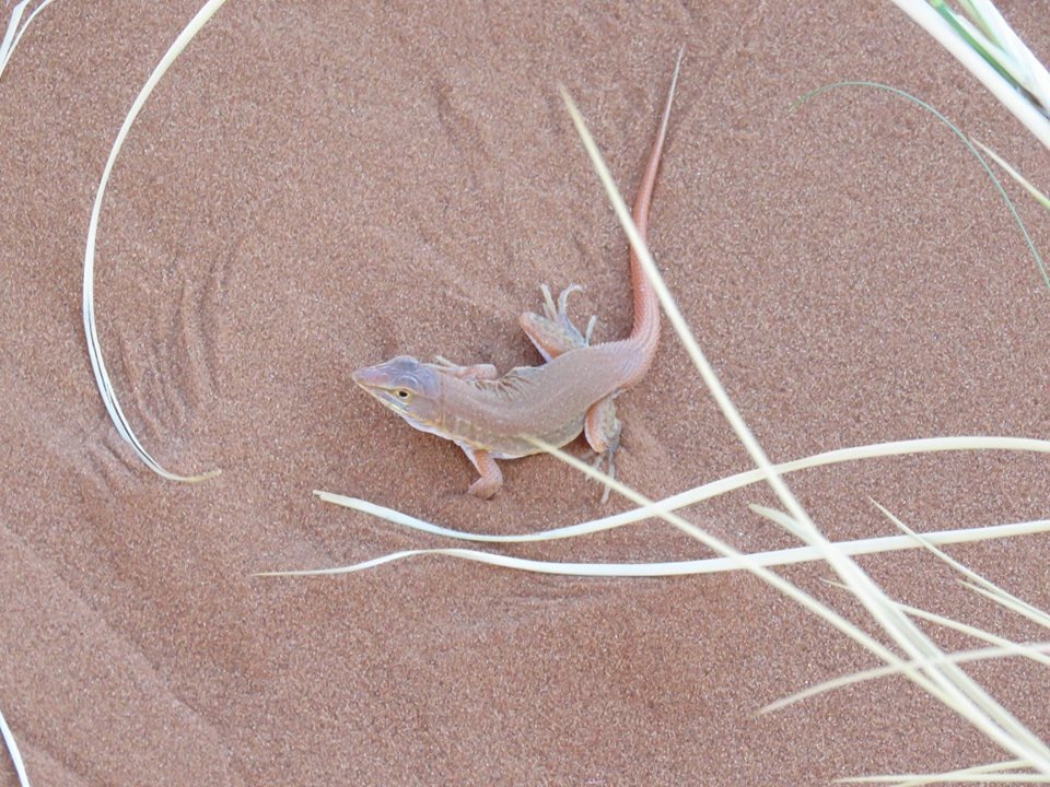 shovel-nose lizard