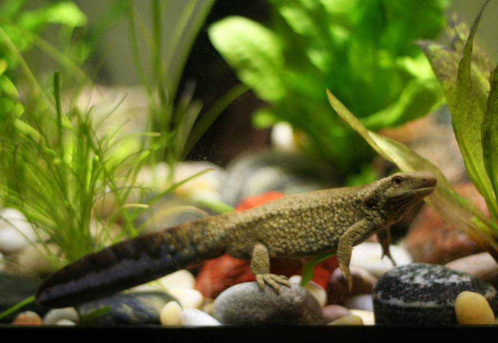 Showing off his sexy tail stripe!