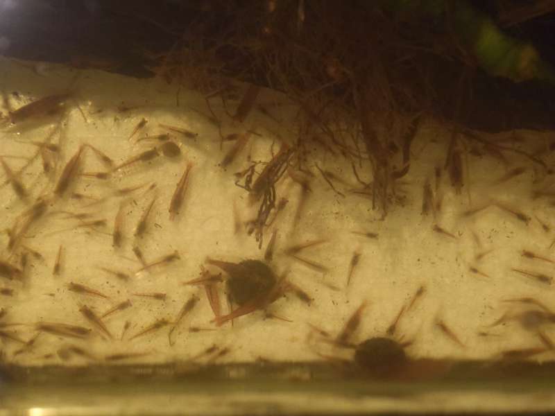 Shrimp feeding time