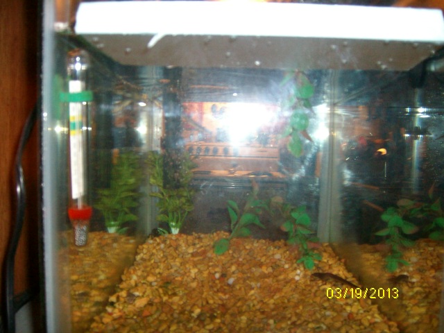 Side angle of 10 gallon Eastern Newt tank setup.