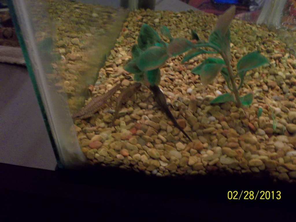 Side angle of my three Eastern Newts after feeding.