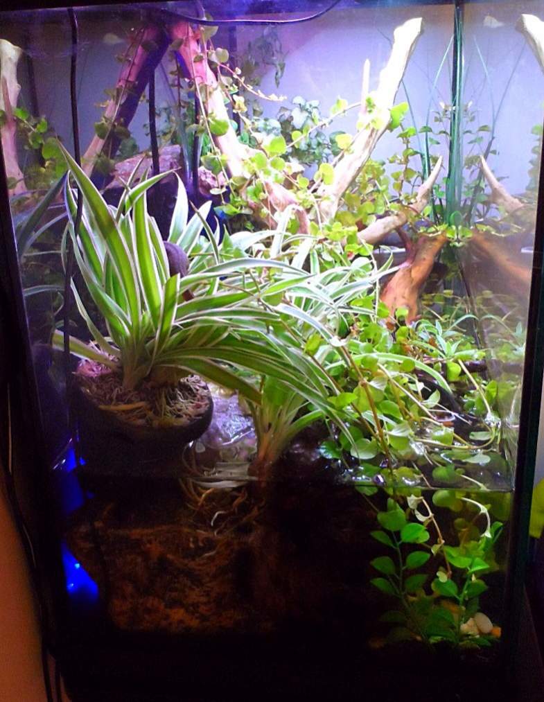 Side view of Sinclair's 29gal habitat