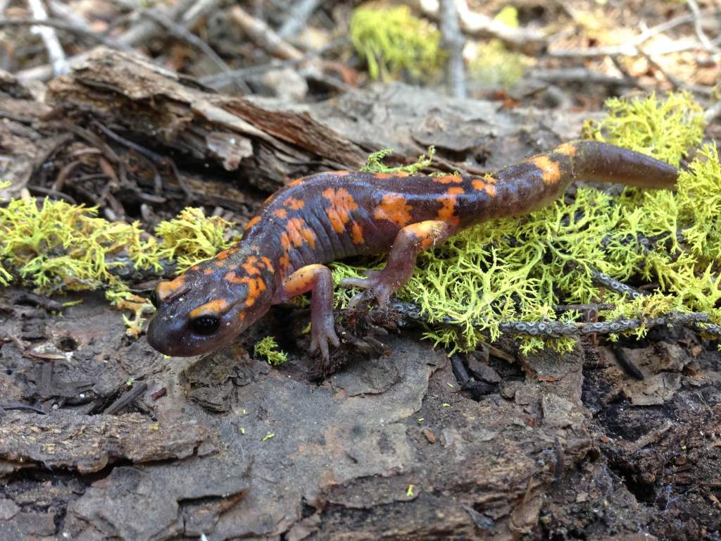 Sierra Nevada Ensatina (Ensatina eschscholtzi platensis)