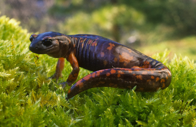 Sierra Nevada Salamander