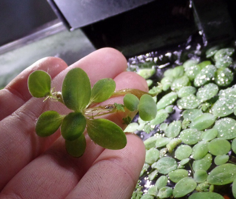 Silver dollar sized dwarf water lettuce.  Grown with white led lighting and no food supplement.  Grown strictly on axolotl poop and fish poop :-)