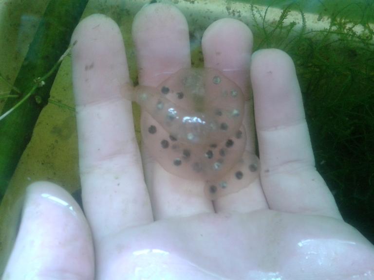 Single H.dunni egg sac.