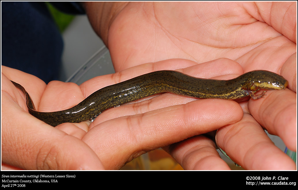 Siren intermedia nettingi