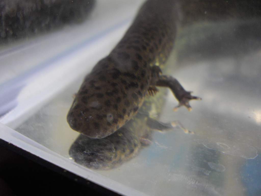 Siren lacertina in it's quarantine tank, hence the absent substrate.