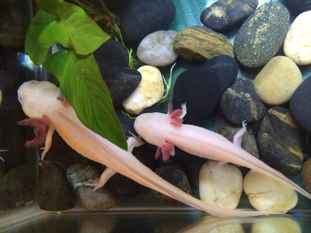 Size difference of a 1.5 year old and 6 month old axolotl.